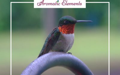 Enjoy More Of What Nature Has To Offer With Hummingbirds